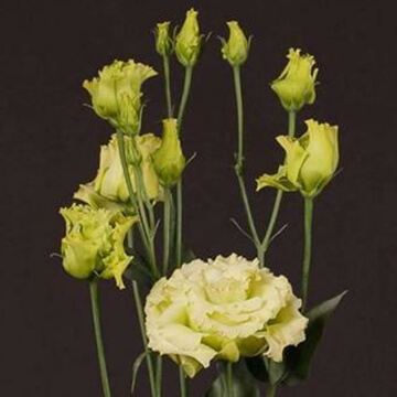 Eustoma Alissa Green