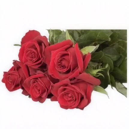 Ever Red