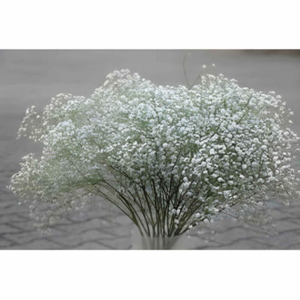 Gypsophilia