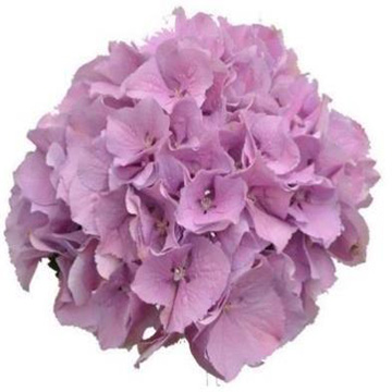 Hydrangea Lilac