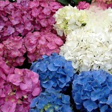 Hydrangea Mix Color