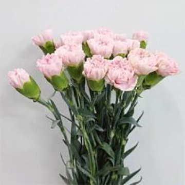 Light Pink Standard Carnation