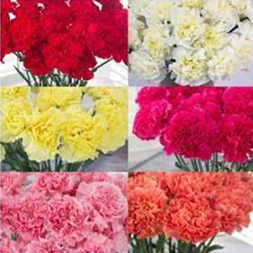 Mix Color – Standard Carnation