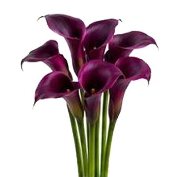 Purple Calla Lillies