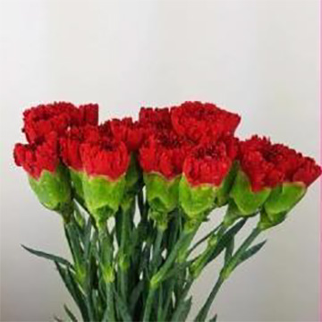 Red Standard Carnation