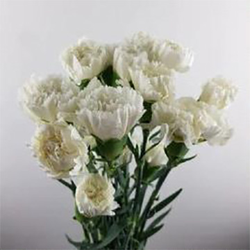 White Standard Carnation