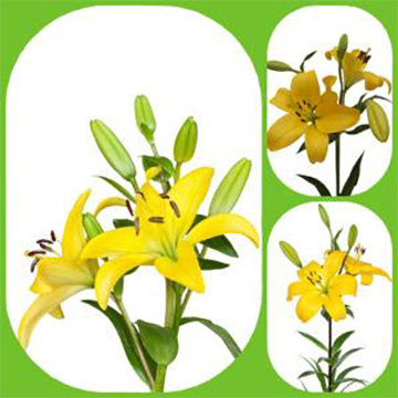 Yellow Asiatic Lilies